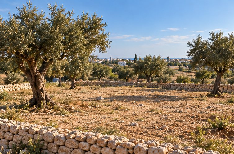 Le terrain tel que trouvé : oliviers et muret de pierre
